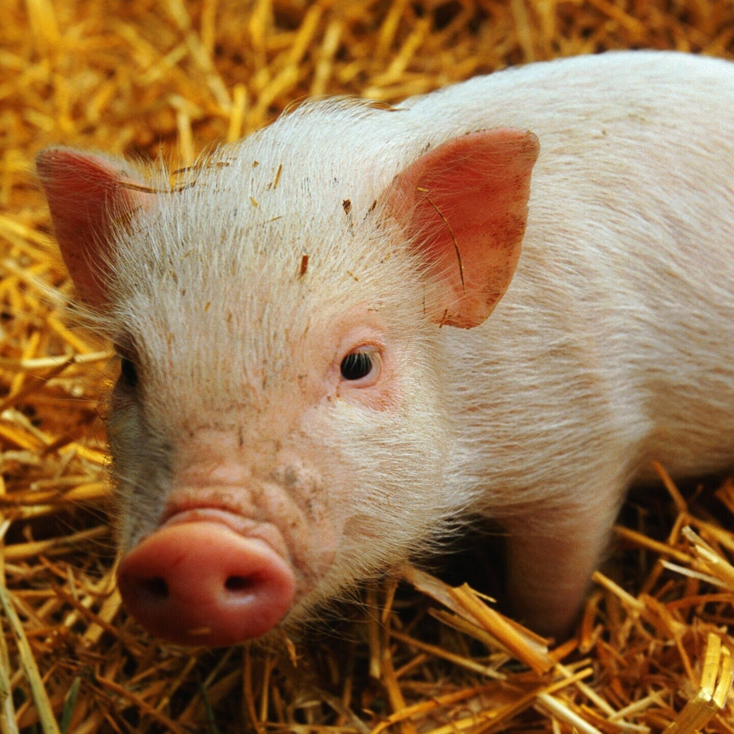 Die Tierdocs: Schwein diskutiert episode artwork