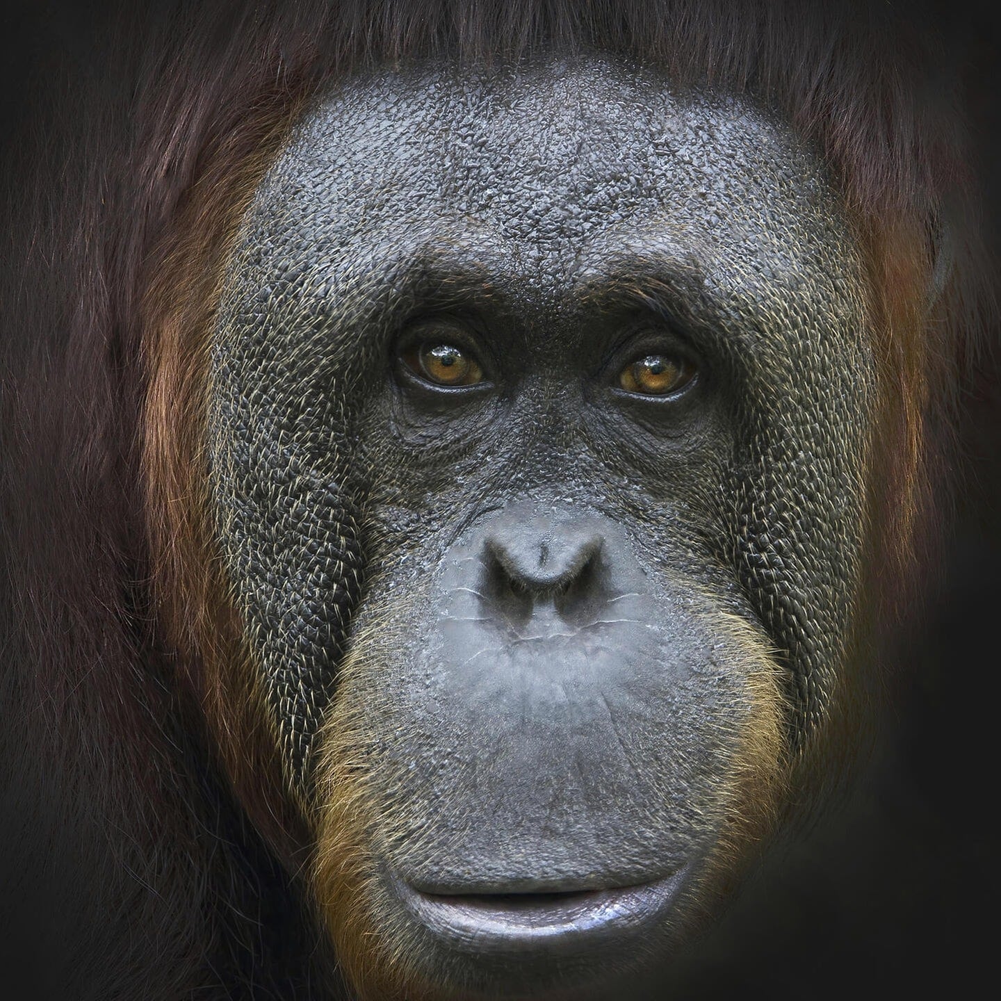 Die Tierdocs: Orang Utan ist unberechenbar episode artwork
