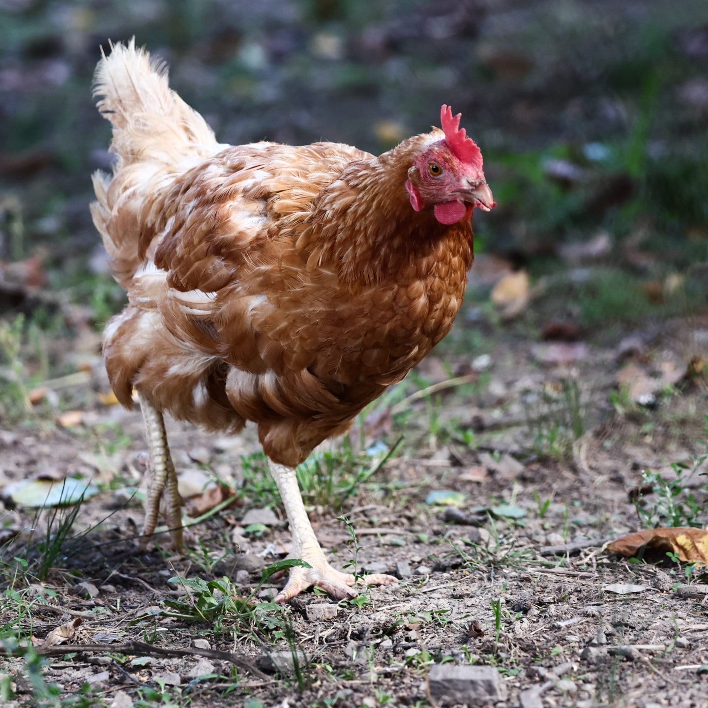 Die Tierdocs: Huhn läuft komisch episode artwork