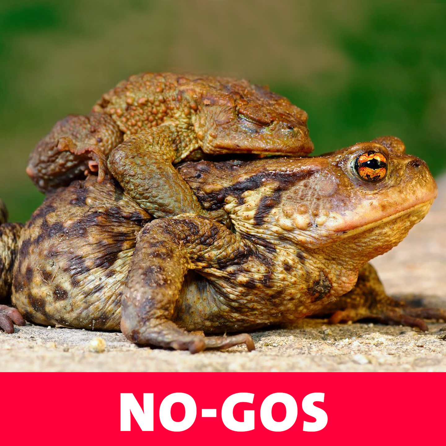 No-Gos – Nicht Geher beim Sex episode artwork