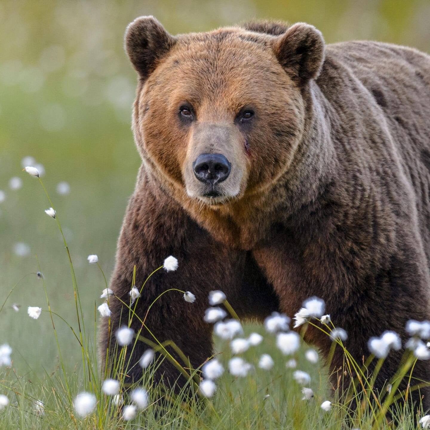 Die Tierdocs: Bär näht Klamotten um episode artwork