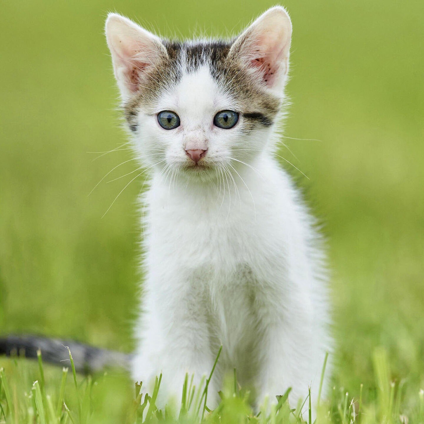 Die Tierdocs: Katze ohne Rücksicht episode artwork