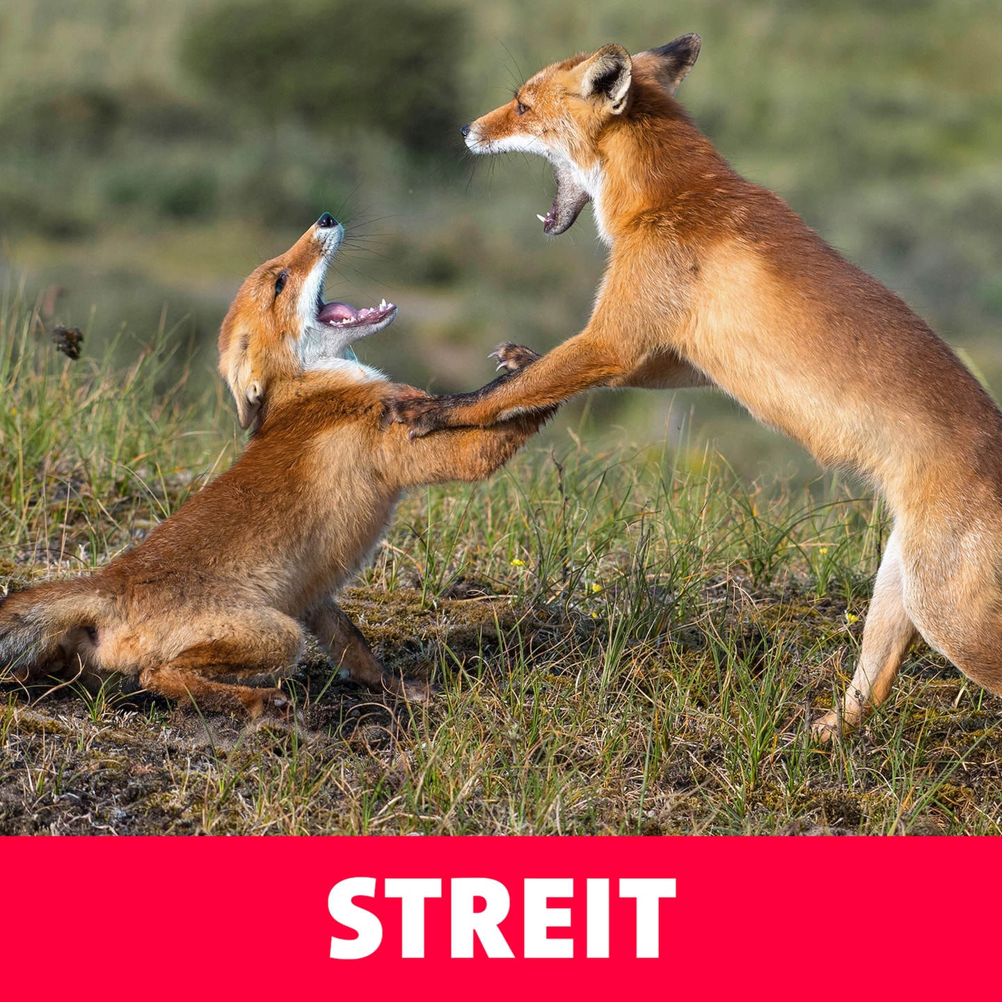 Streit – Halt doch dein Maul! episode artwork