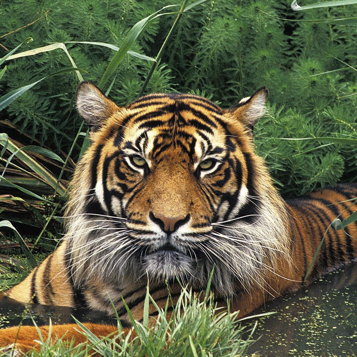 Die Tierdocs: Tiger säuft episode artwork