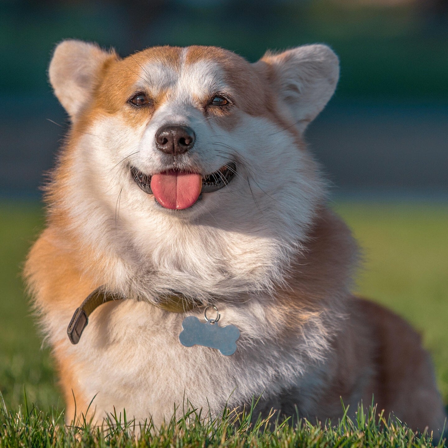 Die Tierdocs: Corgi ist nachdenklich episode artwork