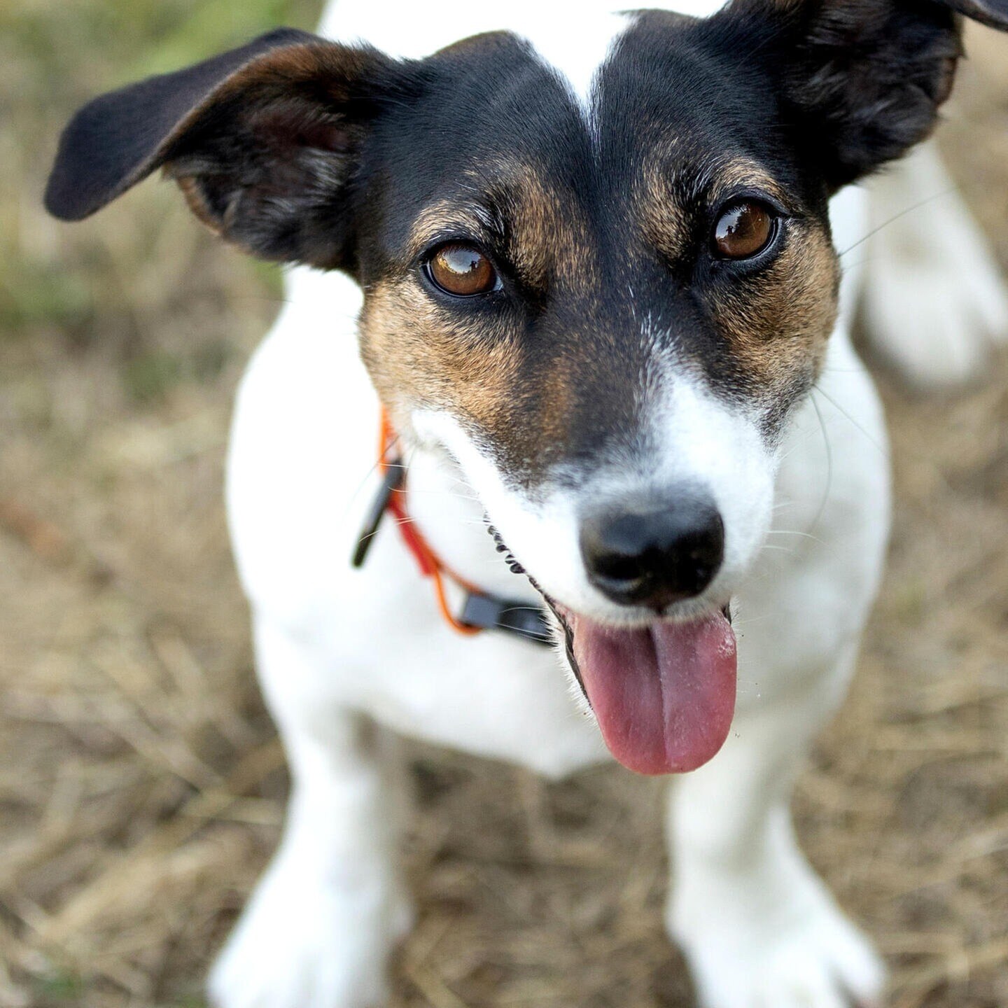 Die Tierdocs: Terrier rasselt nicht mehr episode artwork