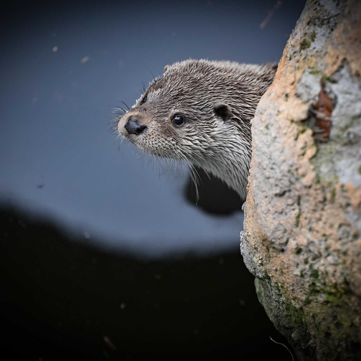 Die Tierdocs: Otter ist grob episode artwork