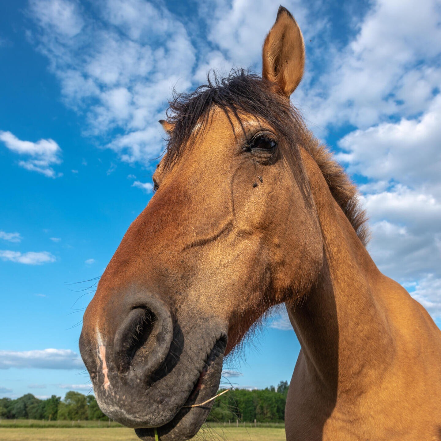Die Tierdocs: Pferd ist langsam episode artwork