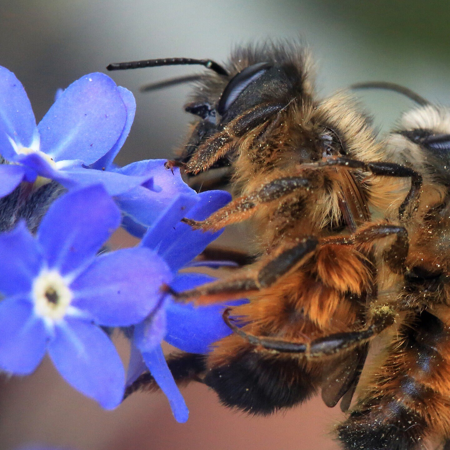 Bienen-Dating episode artwork