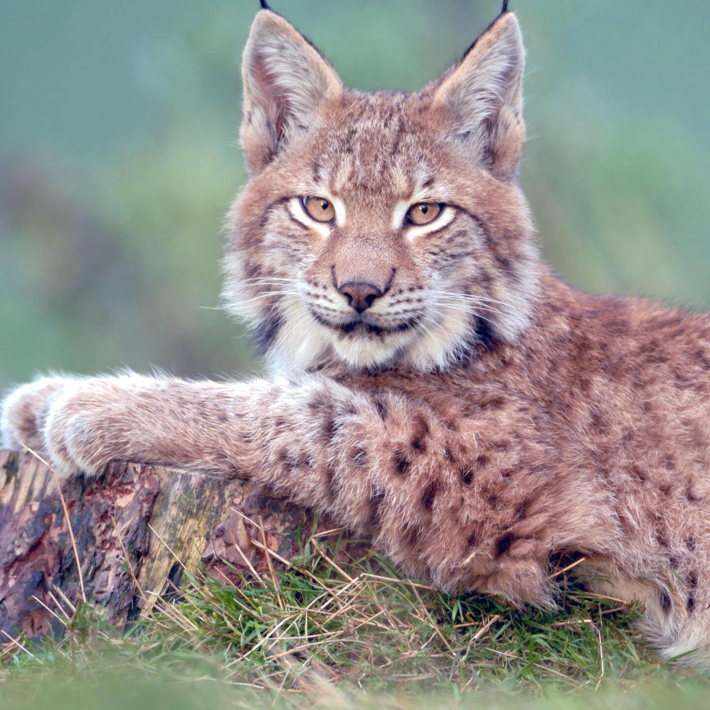 Die Tierdocs: Luchs kopiert alles episode artwork