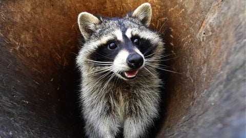 Ein Waschbär in einem hohlen Stamm. Die Tiere verändern sich körperlich in der Nähe von Menschen. Ob wir sie bald als Haustiere halten?