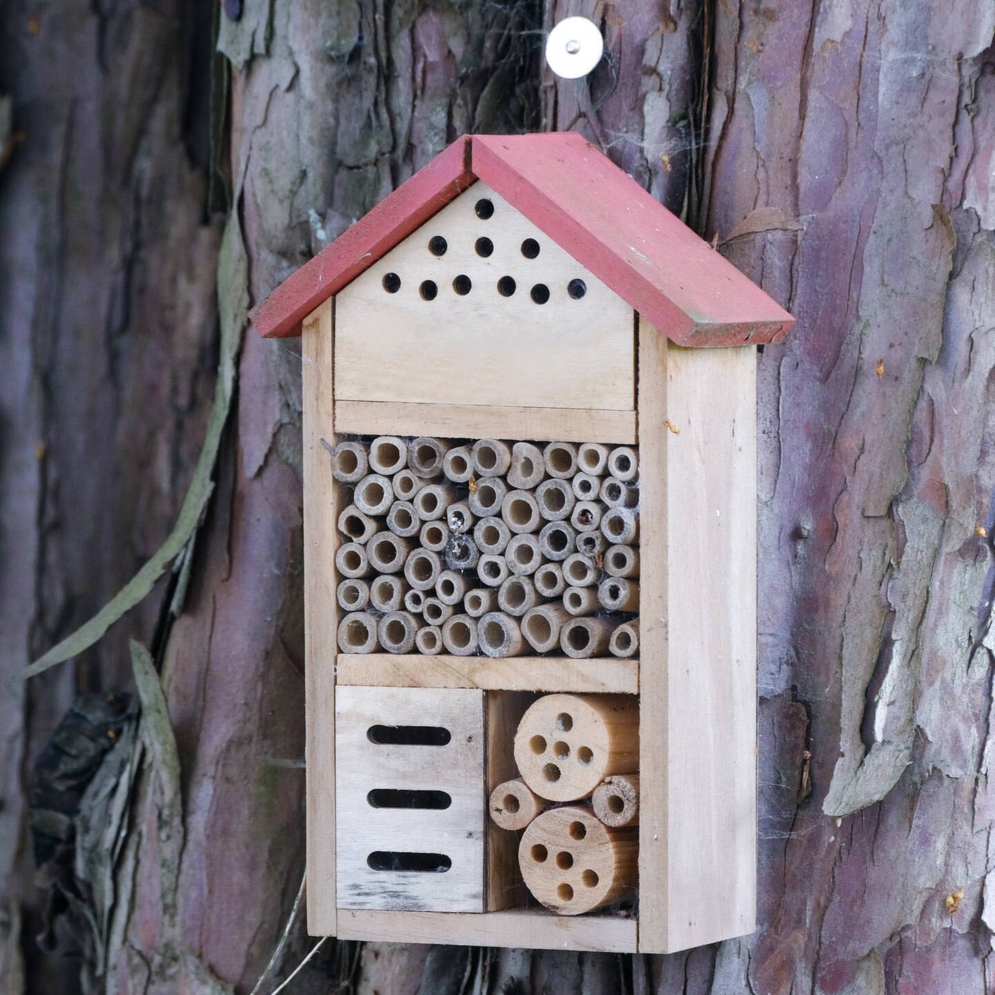 Buchung im Insektenhotel episode artwork