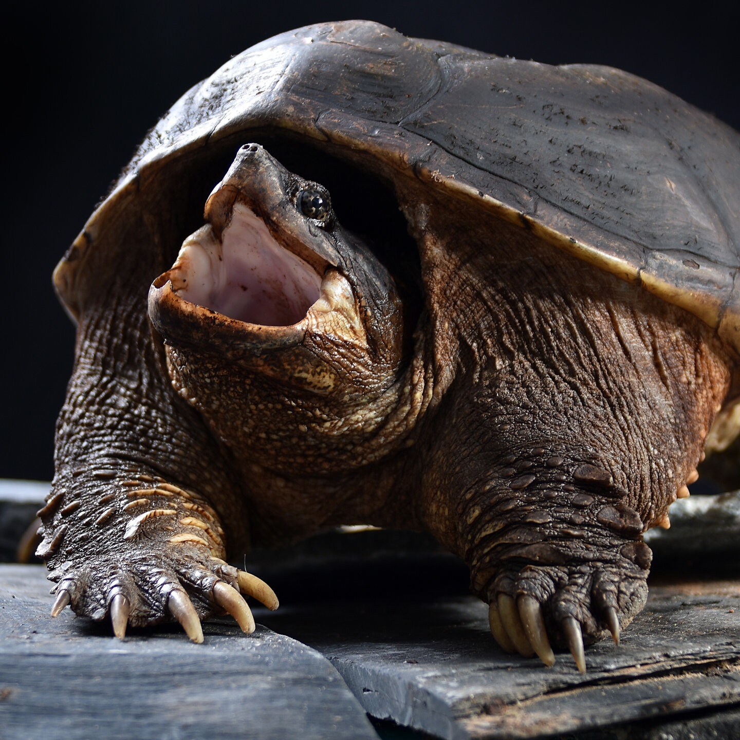 Die Tierdocs: Schildkröte schwankt episode artwork