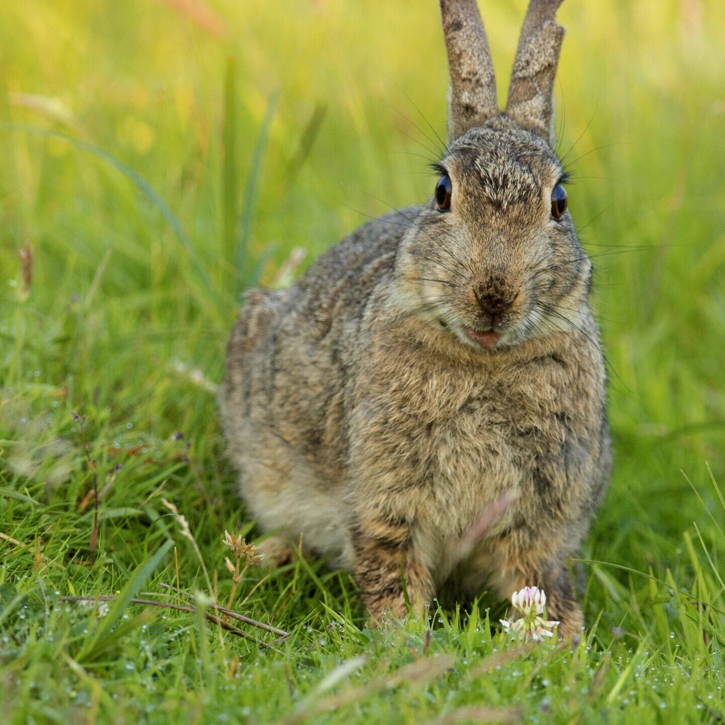 Die Tierdocs: Hase ist aggressiv episode artwork
