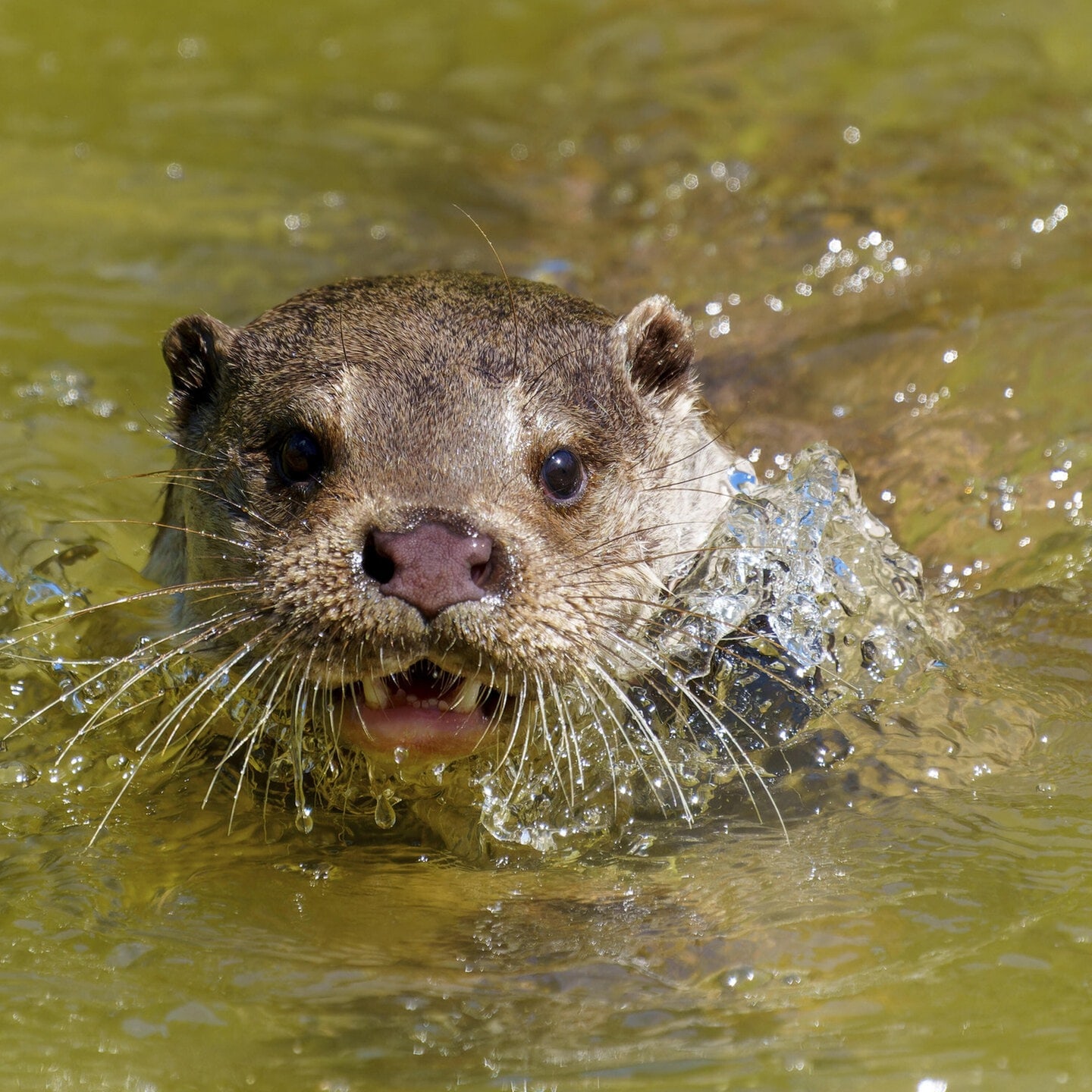 Die Tierdocs: Otter zaubert episode artwork