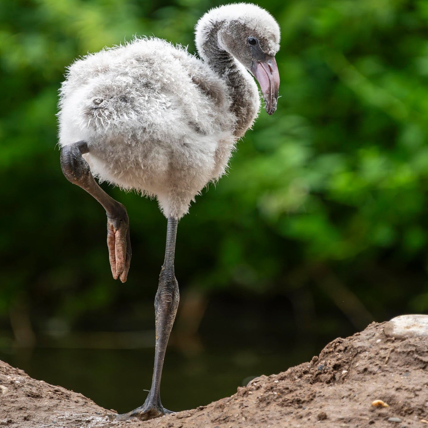 Die Tierdocs: Kleiner Flamingo episode artwork