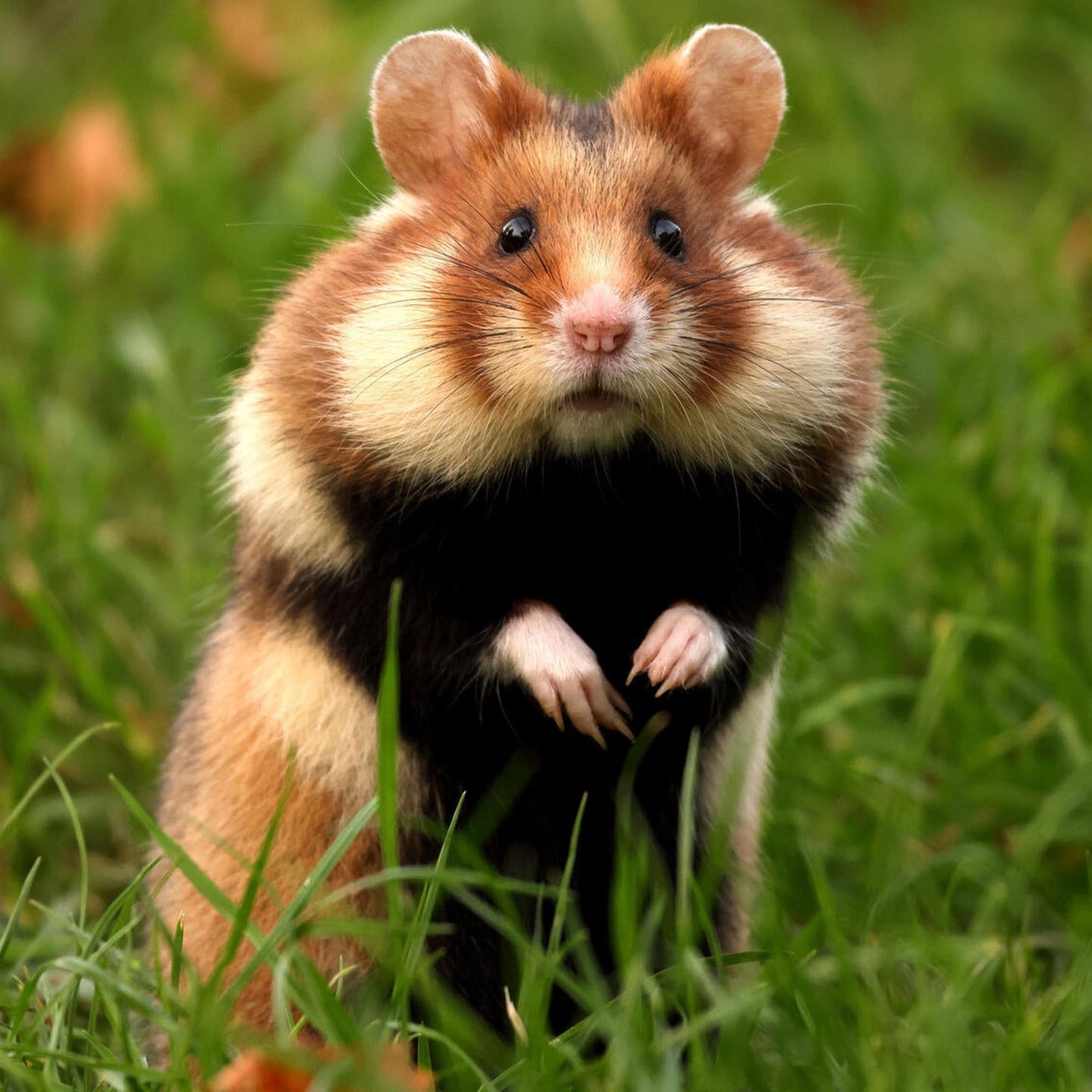 Die Tierdocs: Hamster knallt auf den Boden episode artwork