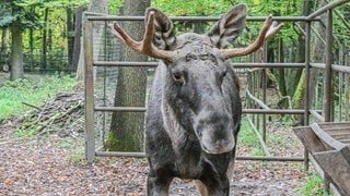 Elch Erwin ist nicht bis Baden-Baden gekommen – aber der Ausflug war ein Paradies für ihn. Großaufnahme von Erwin im Gehege.