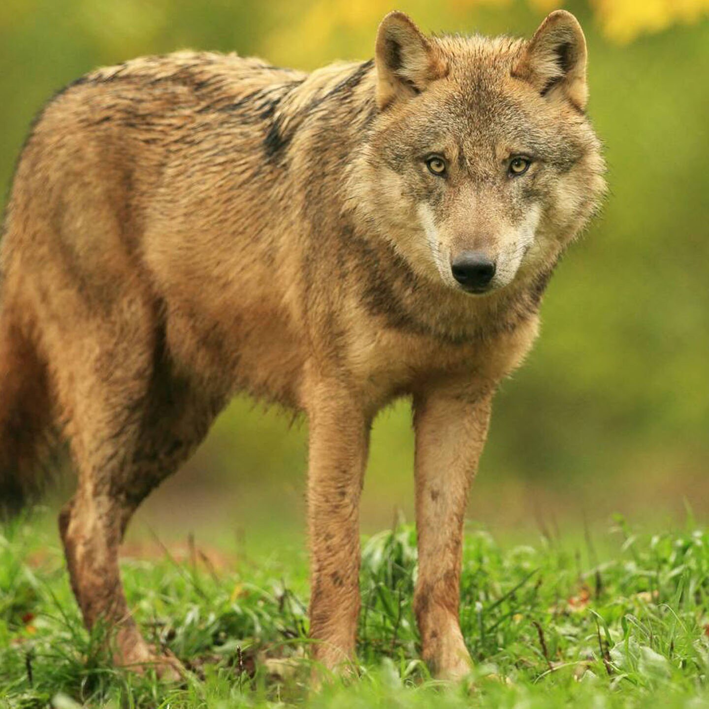 Die Tierdocs: Wolf bellt Pronomen episode artwork
