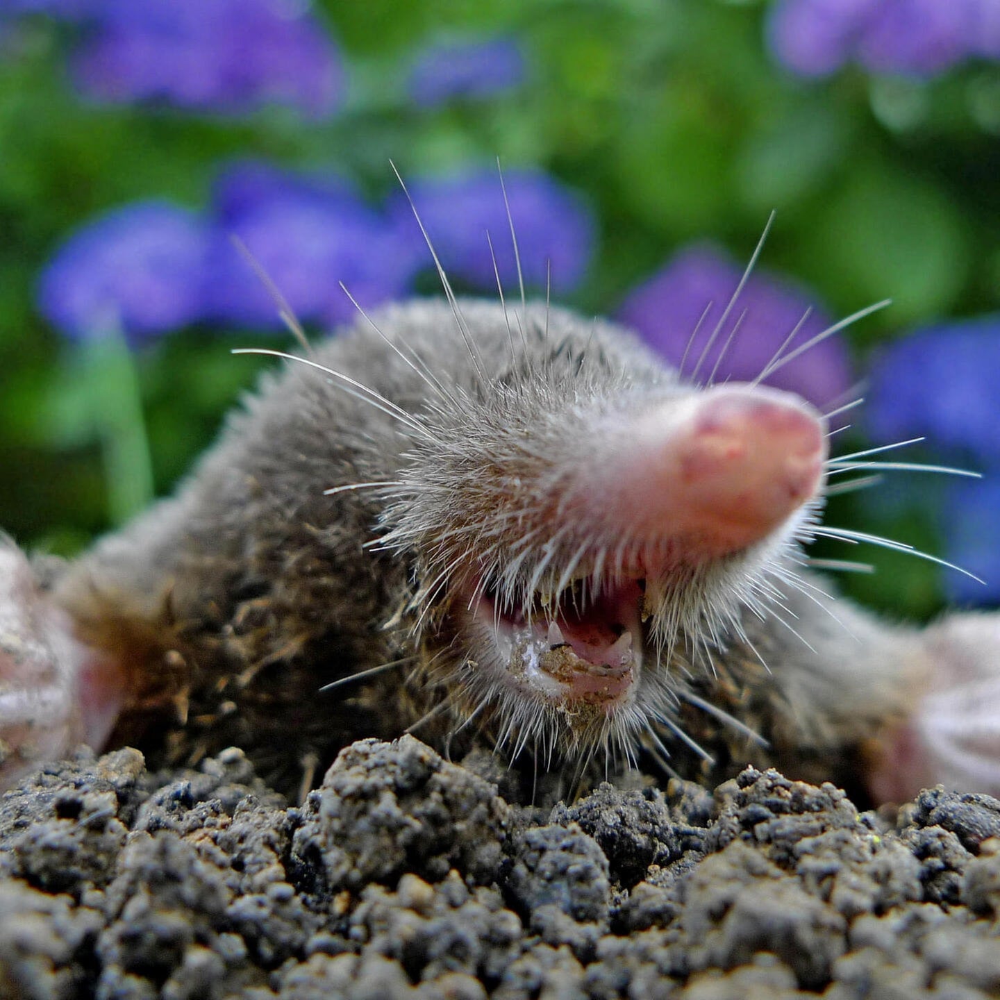 Die Tierdocs: Maulwurf ist pleite episode artwork