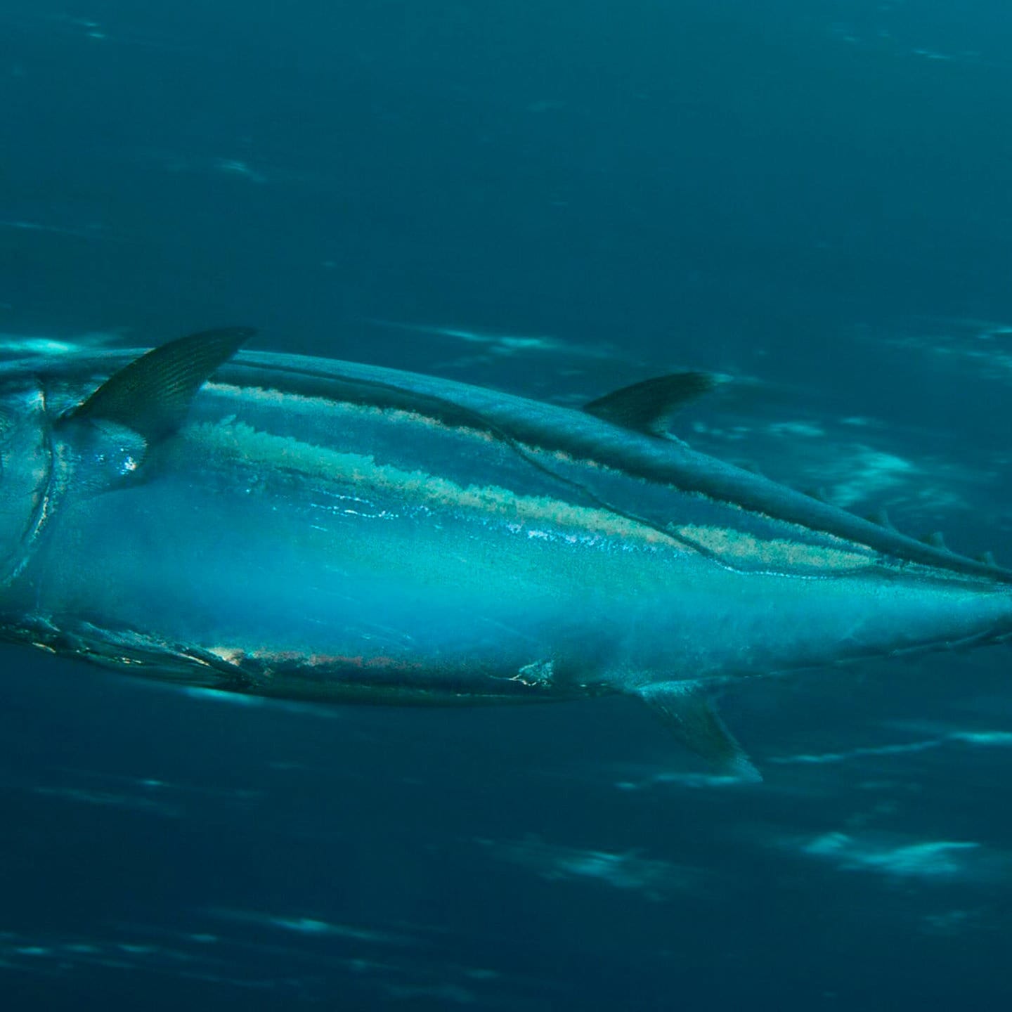 Die Tierdocs: Fisch schraubt an allem herum episode artwork