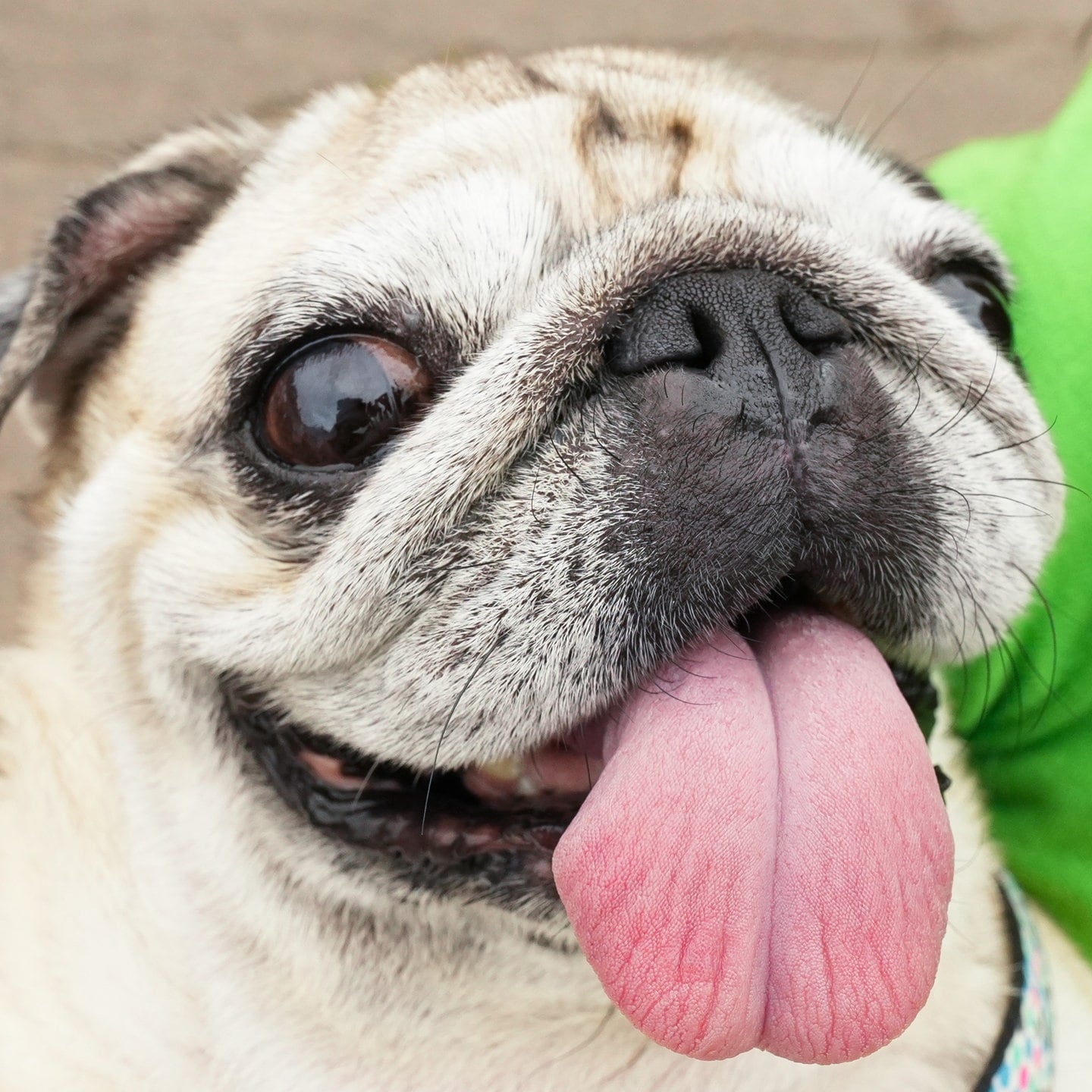 Die Tierdocs: Mops kennt sich aus episode artwork