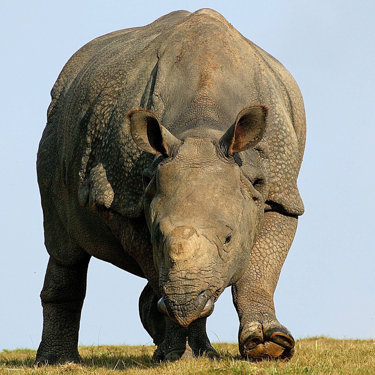 Die Tierdocs: Nashorn schwankt episode artwork