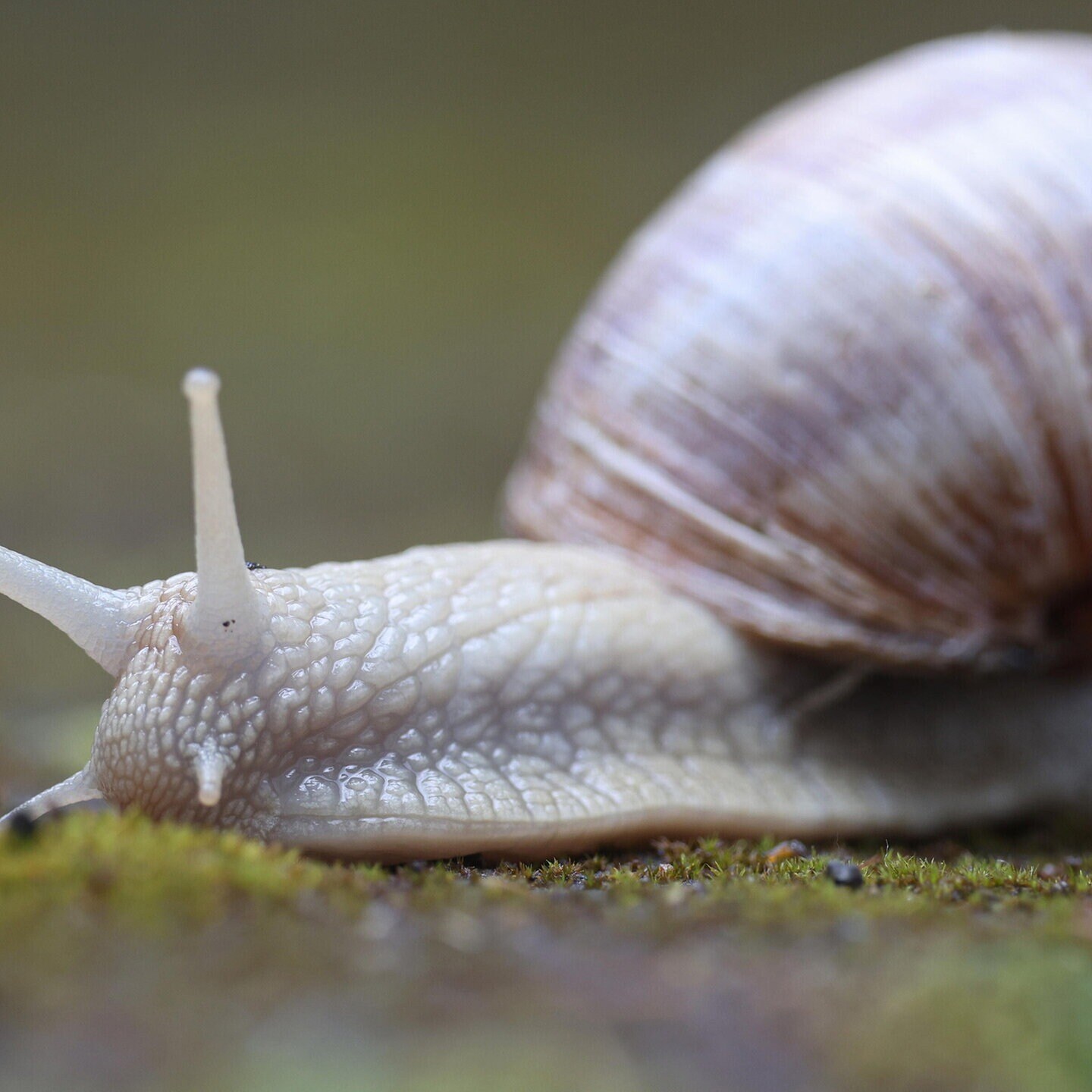 Die Tierdocs: Schnecke zerlegt Sachen episode artwork