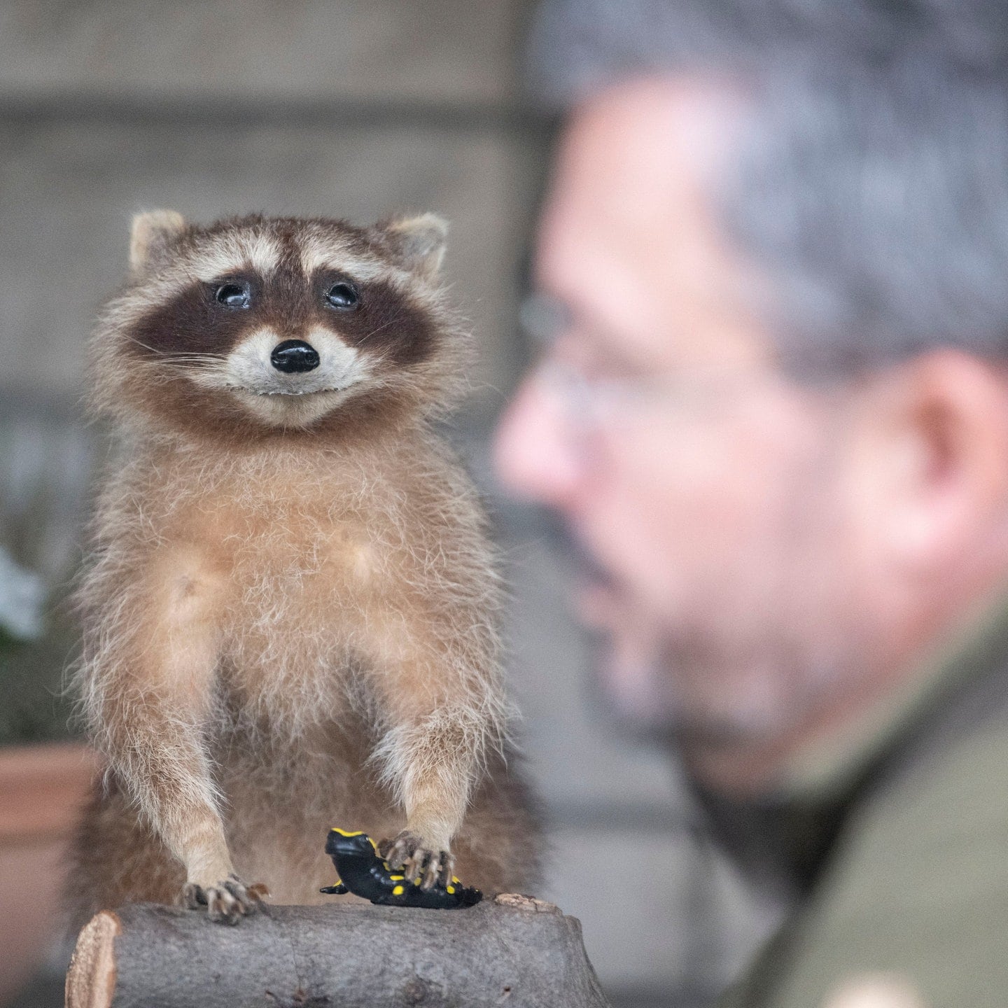 Wenn der Waschbär anfängt, dummes Zeug zu reden episode artwork